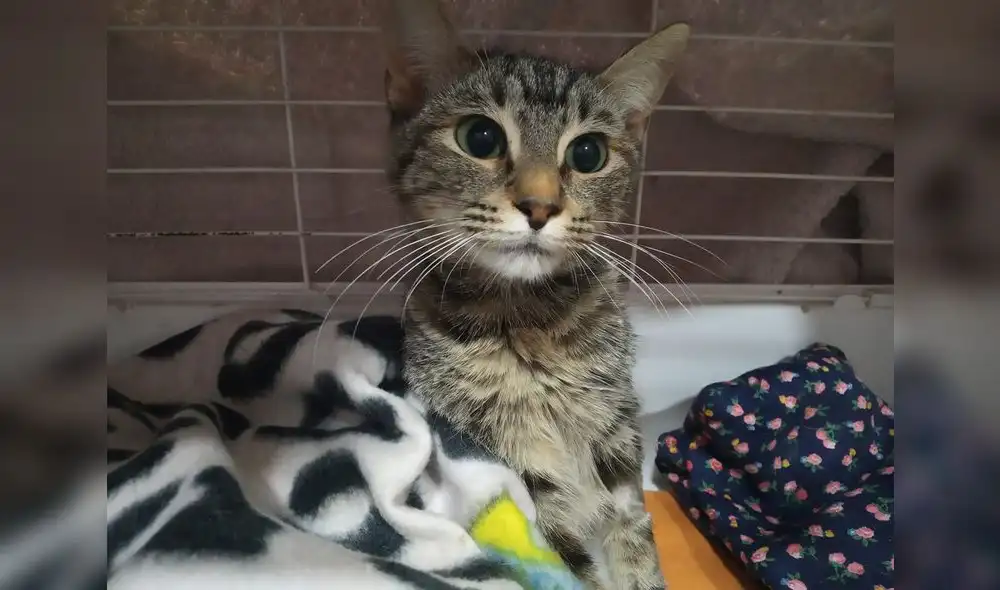 Un refugio denuncia el desgarrador" caso de maltrato animal que sufrió una gata. Foto: Difusión. Un refugio denuncia el desgarrador" caso de maltrato animal que sufrió una gata. Foto: Difusión.