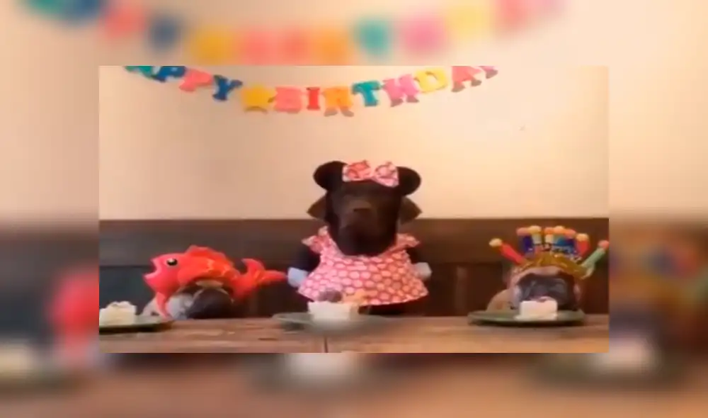 Facebook viral: cumpleaños de perro se arruinó por egoísmo del mimado cachorro [VIDEO]