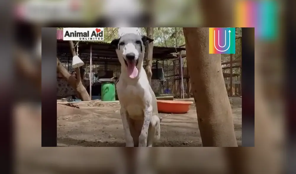 Desliza hacia la izquierda para ver las conmovedoras escenas del viral de Facebook. Foto: Upsocl.