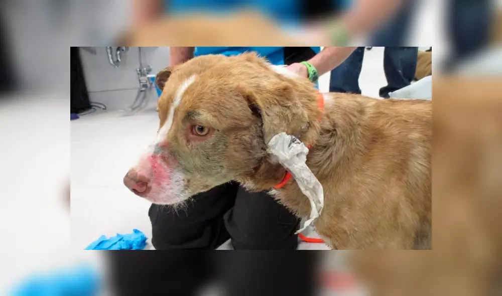 Desliza hacia la izquierda para ver como luce el perro abandonado en Estados Unidos. Imágenes de Facebook.