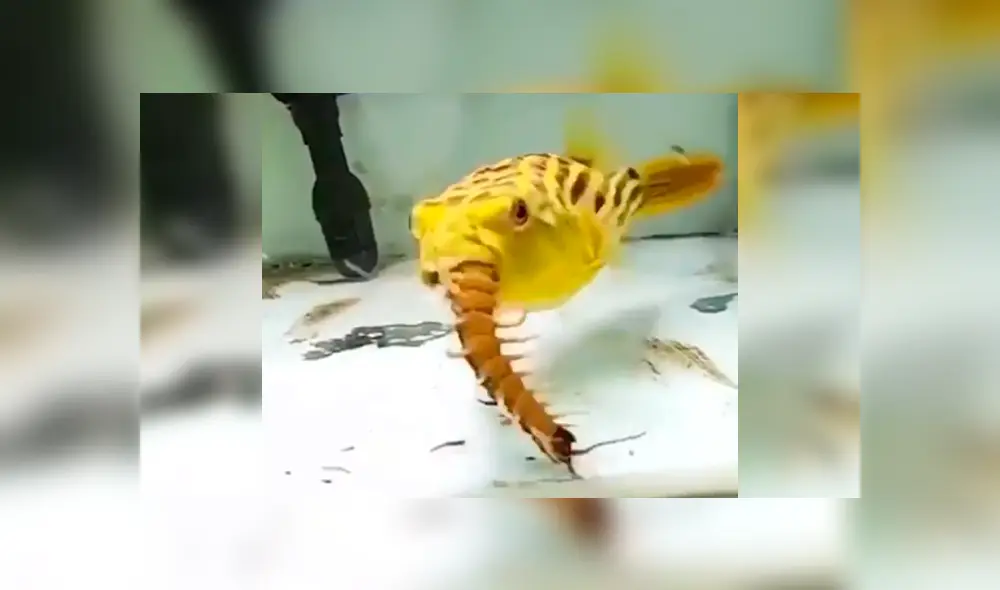 El pez y el ciempiés tuvieron un brutal enfrentamiento dentro de la pecera. Foto: captura El pez y el ciempiés tuvieron un brutal enfrentamiento dentro de la pecera. Foto: captura