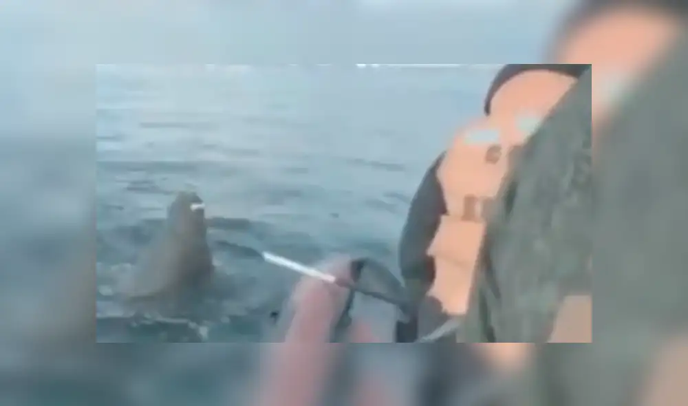 La morsa tuvo una inesperada reacción al ver a los hombres en su territorio. Foto: captura La morsa tuvo una inesperada reacción al ver a los hombres en su territorio. Foto: captura