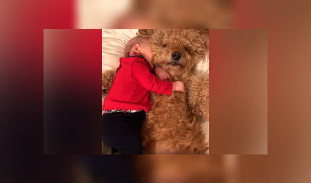 Desliza las imágenes hacia la izquierda para apreciar la conmovedora escena que protagonizó un bebé junto a su mascota.
