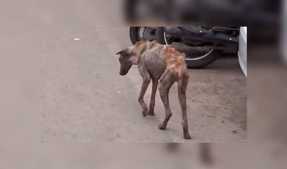 Un video viral de Facebook registró la radical evolución de un perro callejero que fue llevado a un veterinario.