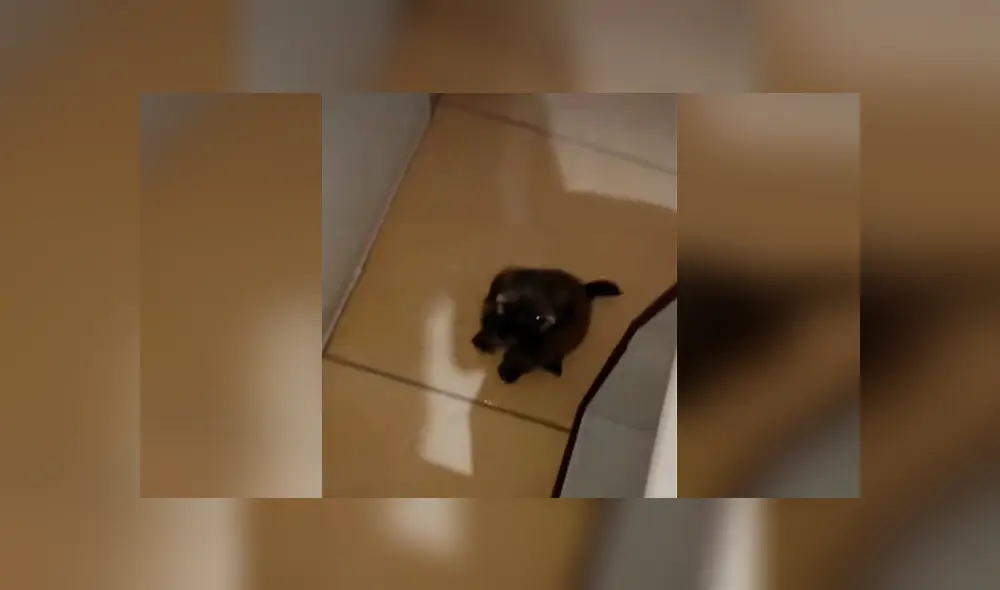 Desliza las imágenes para conocer el conmovedor comportamiento de un perro bebé para evitar que su dueño se vaya de casa.