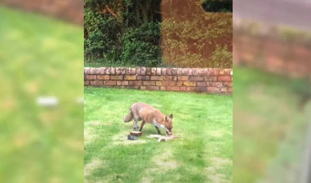 Desliza para ver la secuencia del viral. Foto: Captura/YouTube/ViralHog Desliza para ver la secuencia del viral. Foto: Captura/YouTube/ViralHog