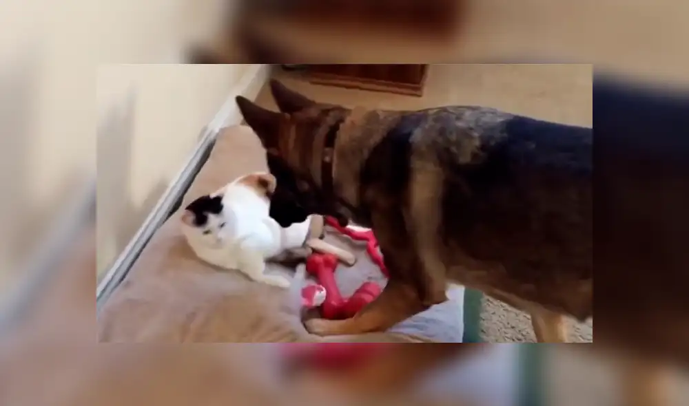 Un video viral muestra el momento en el que un perro se acera a un gato a reclamarle por encontrarlo acostado en su cámara.