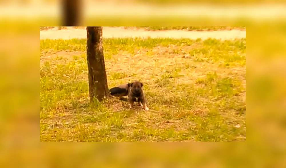 Facebook Viral: No podrás creer el épico final que tuvo batalla entre perro y cuervo [VIDEO] 