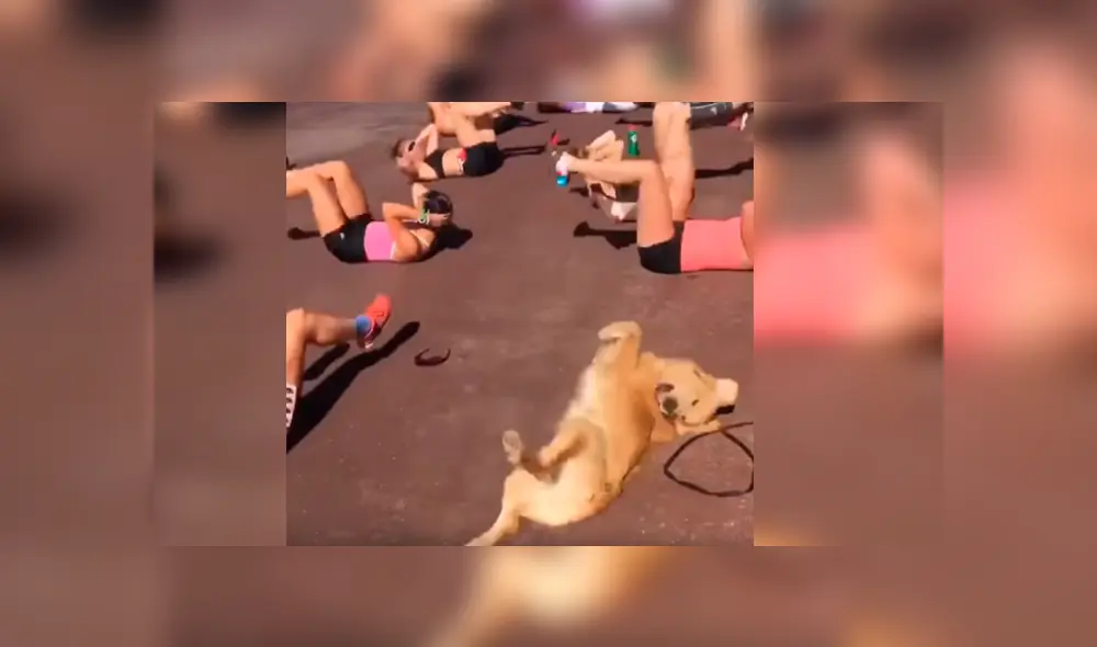 Vía Facebook. El can se cansó de esperar a su dueña un costado y se coló durante una rutina de aeróbicos Vía Facebook. El can se cansó de esperar a su dueña un costado y se coló durante una rutina de aeróbicos