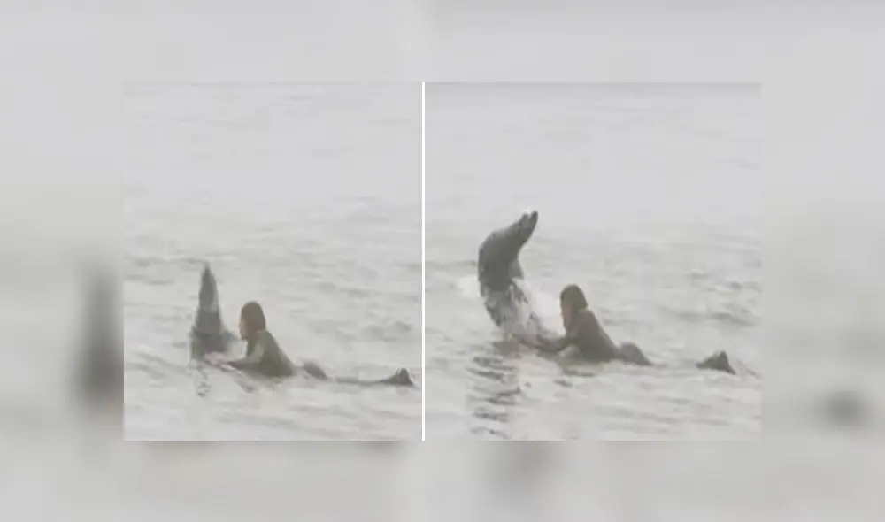 Joven practicaba surf en el agua cuando una foca aparece saltando y lo asusta [VIDEO]