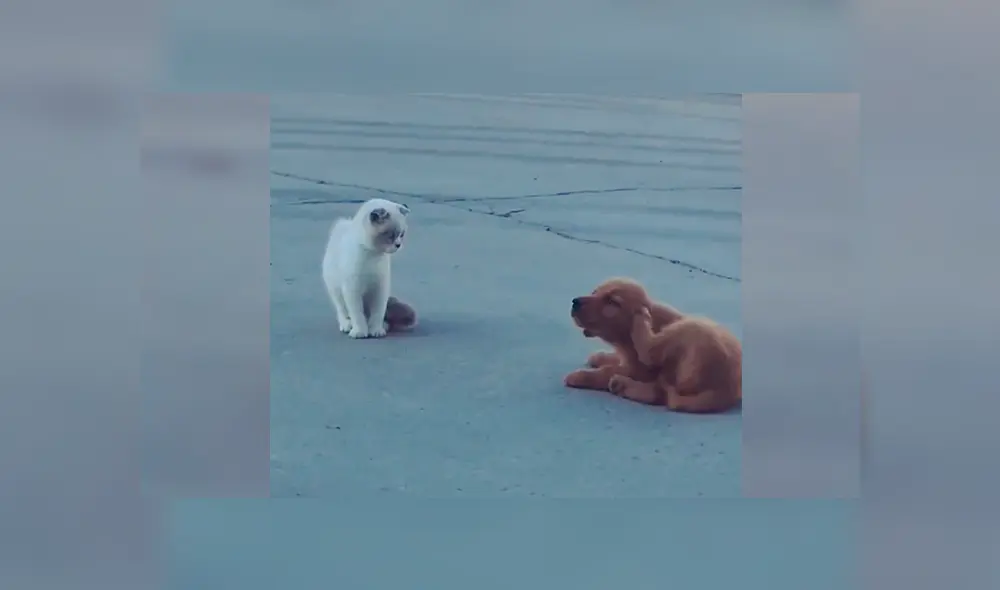 En YouTube, un cachorro quería jugarle una pesada broma a un gato, pero nada sale como esperaba.
