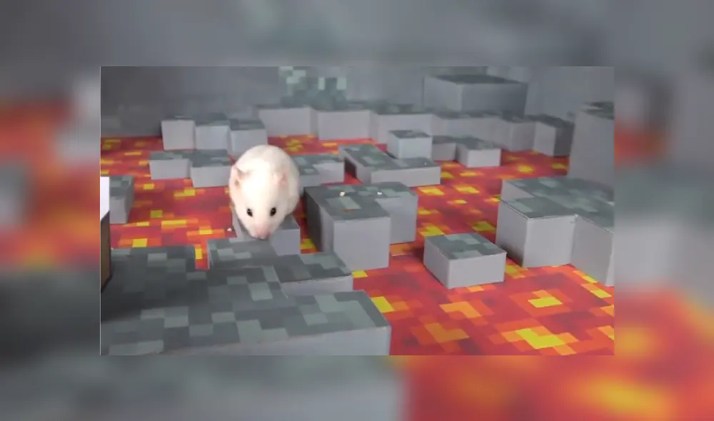 Desliza las imágenes para observar el ingenioso juego que fabricó un joven para su querida mascota.