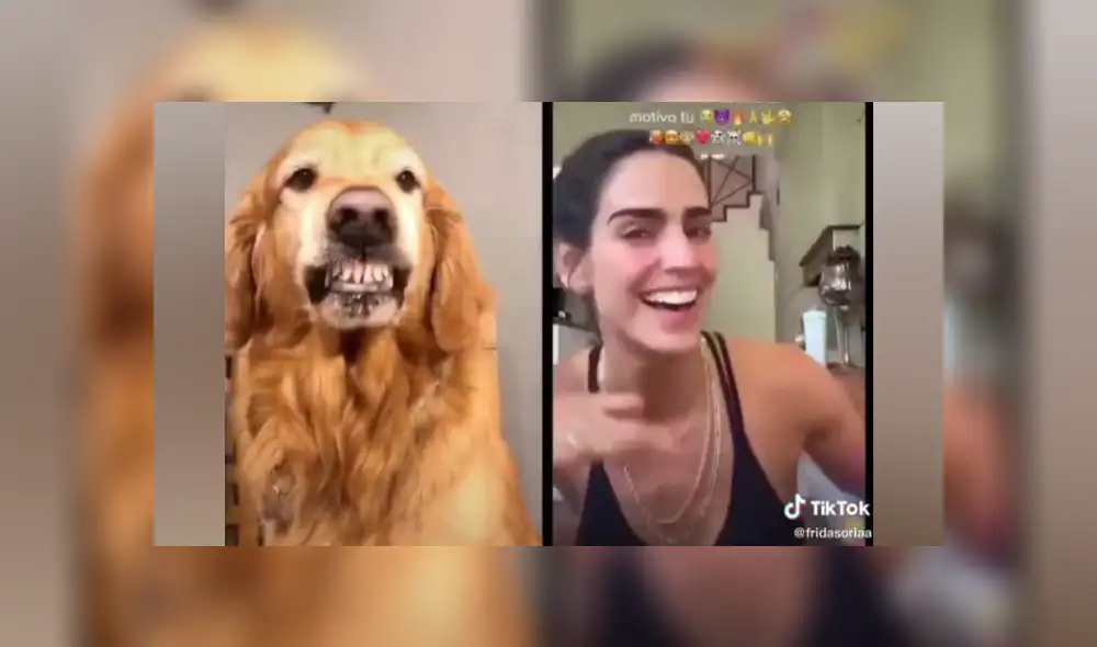 Desliza las imágenes para ver la graciosa escena que protagonizó un perro en TikTok. Desliza las imágenes para ver la graciosa escena que protagonizó un perro en TikTok.