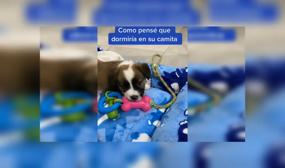 Desliza las imágenes para observar la acción de un perro al preferir dormir en el suelo que en su cama nueva. Foto: Captura. Desliza las imágenes para observar la acción de un perro al preferir dormir en el suelo que en su cama nueva. Foto: Captura.