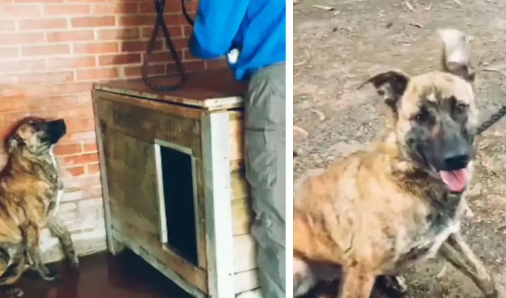 Desliza las imágenes para conocer la historia de un perro que sufrió maltratos, pero felizmente recibió ayuda. Foto: Captura de Facebook Desliza las imágenes para conocer la historia de un perro que sufrió maltratos, pero felizmente recibió ayuda. Foto: Captura de Facebook