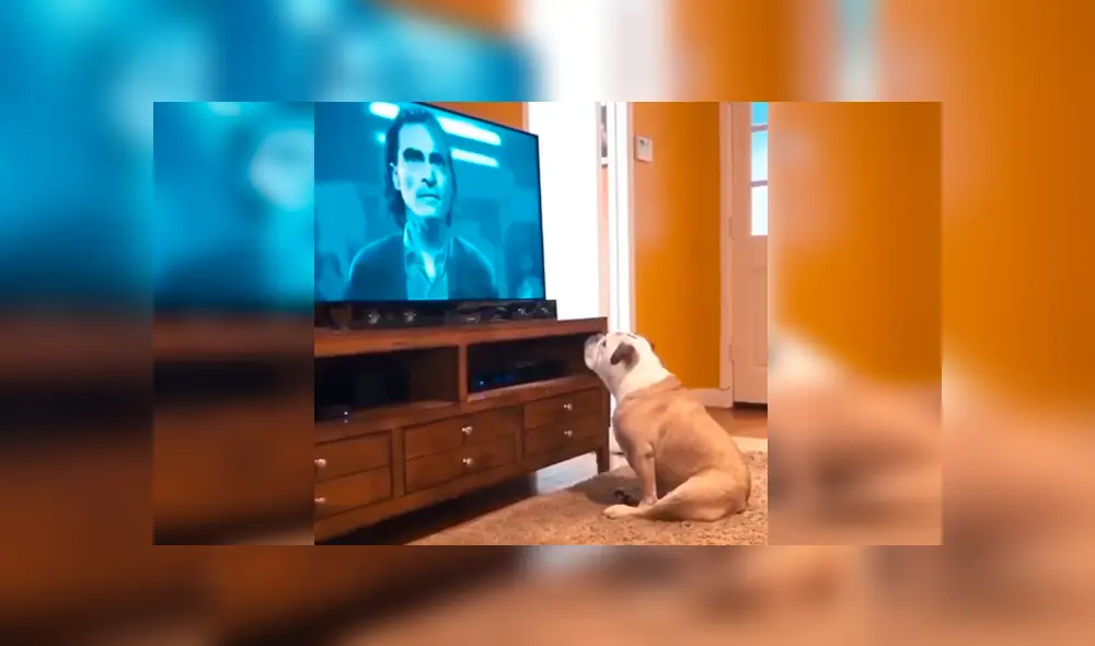 Video es viral en YouTube. Un joven puso el tráiler de Joker en su televisor, sin imaginar la reacción que tendría su perro al ver al villano interpretado por Joaquin Phoenix. Foto: Captura. Video es viral en YouTube. Un joven puso el tráiler de Joker en su televisor, sin imaginar la reacción que tendría su perro al ver al villano interpretado por Joaquin Phoenix. Foto: Captura.