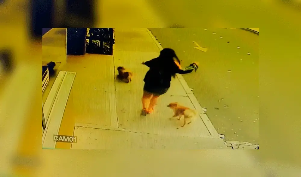 Mujer dopó a acompañante en una fiesta para arrebatarle a sus perros [VIDEO]