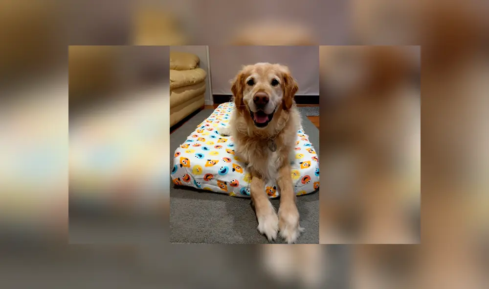 Desliza las imágenes para apreciar el amoroso momento entre un padre junto a la mascota de su hija. Fotocaptura: Oliver Rodrigues the Golden.