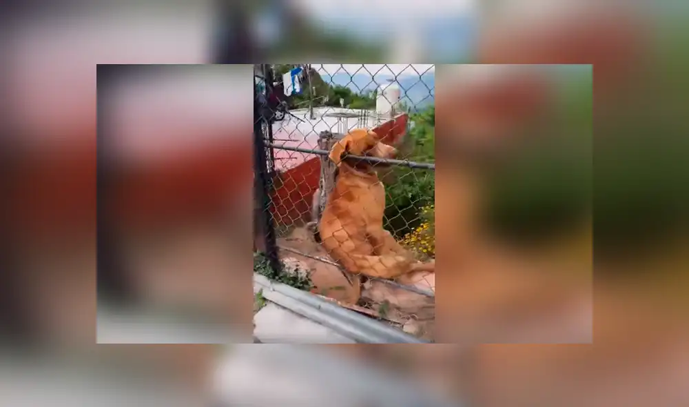 Desliza las imágenes para observar el inesperado comportamiento de un perro al notar la presencia de un joven. Desliza las imágenes para observar el inesperado comportamiento de un perro al notar la presencia de un joven.