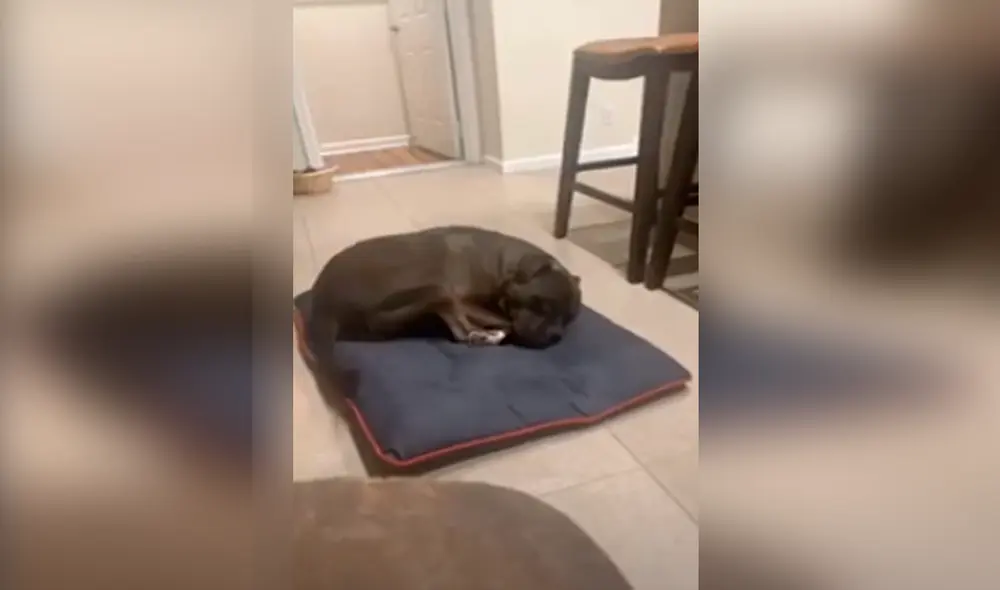 Desliza las imágenes para ver a Dou Dou durmiendo plácidamente y emitiendo extraños sonidos. Foto: captura de YouTube