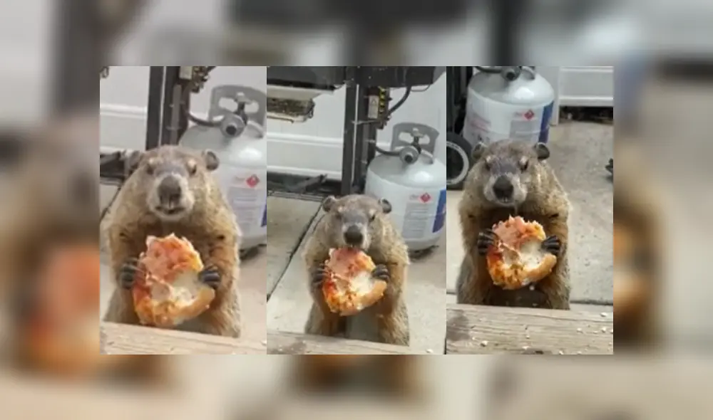 Desliza a la izquierda para ver más fotos de las marmota saboreando un trozo de pizza. (Foto: captura)