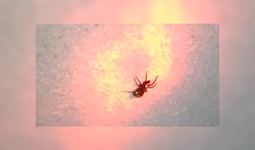 Una familia encuentra una extraña araña brillante con sus crías dentro de su casa. Una familia encuentra una extraña araña brillante con sus crías dentro de su casa.