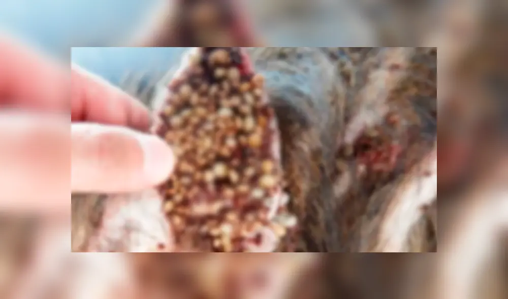 Desliza las imágenes para ver el drástico cambio que sufrió un perro que fue rescatado de la calle al borde de la muerte. Foto: Facebook. Desliza las imágenes para ver el drástico cambio que sufrió un perro que fue rescatado de la calle al borde de la muerte. Foto: Facebook.