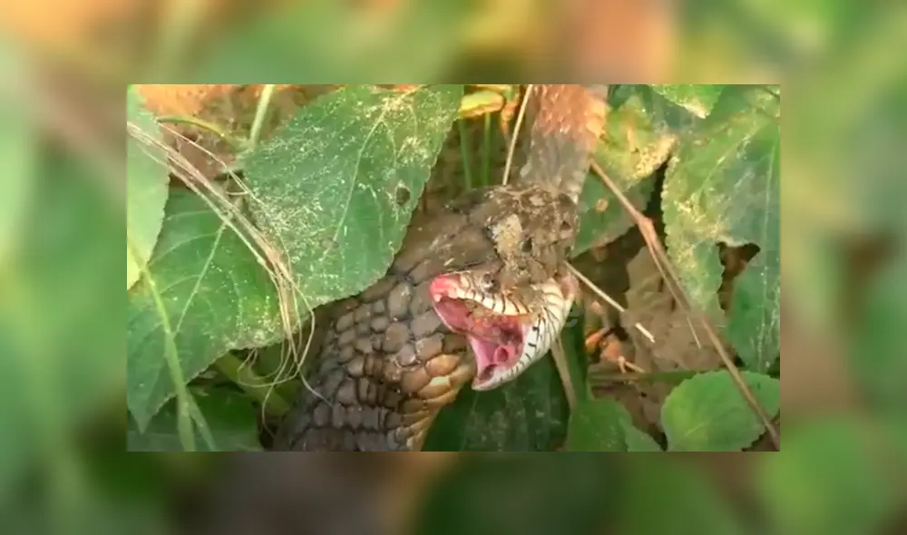 El video viral de Facebook registró el momento exacto en que una hambrienta serpiente engulló a su compañera por completo.