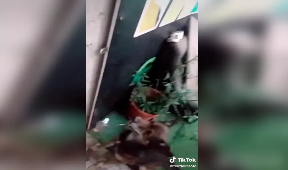 TikTok - animales - perro TikTok - animales - perro