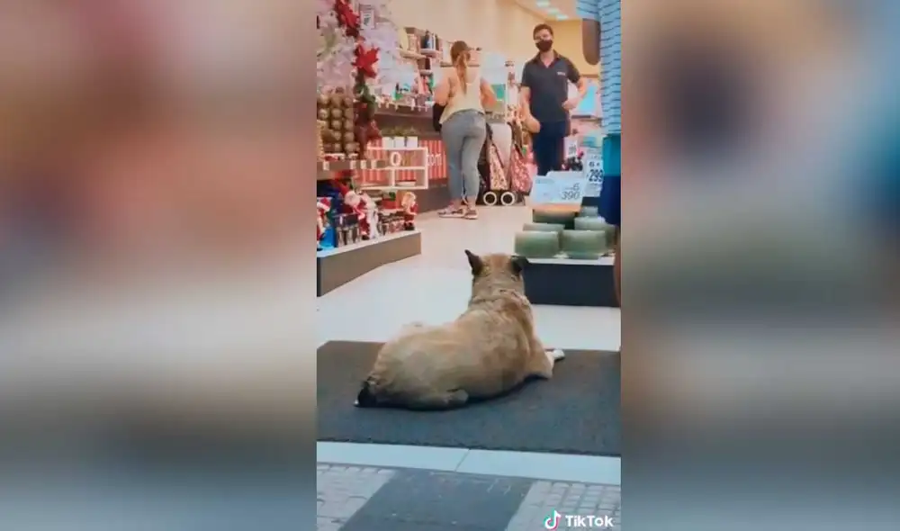 Desliza las imágenes para ver el amoroso gesto que tuvo este joven vendedor con este can callejero. Foto: captura de TikTok/Natacha Piquet