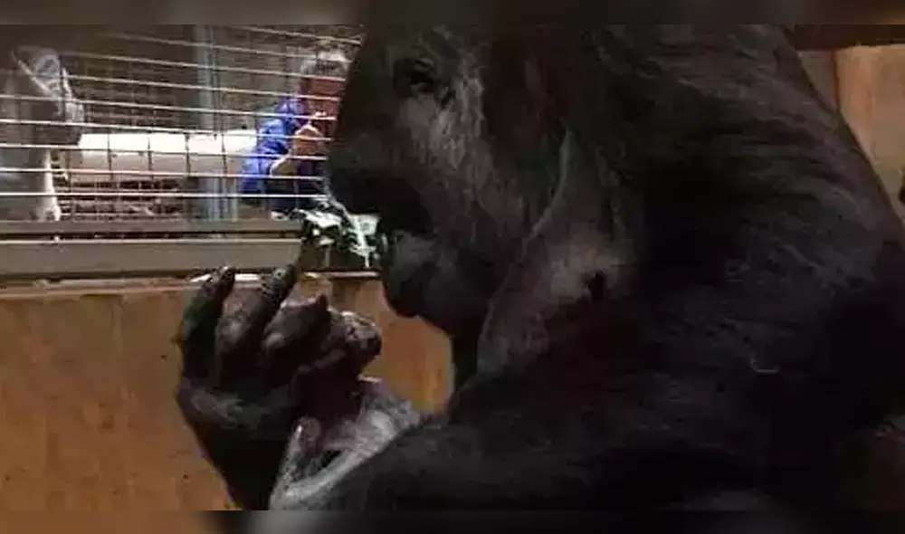 YouTube Viral: el impactante parto de una gorila en zoológico de Washington [VIDEO]