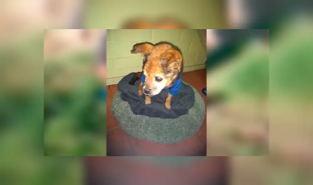 Desliza para ver el aspecto del perrito que tocó el corazón de miles en Facebook. Foto: Captura. Desliza para ver el aspecto del perrito que tocó el corazón de miles en Facebook. Foto: Captura.