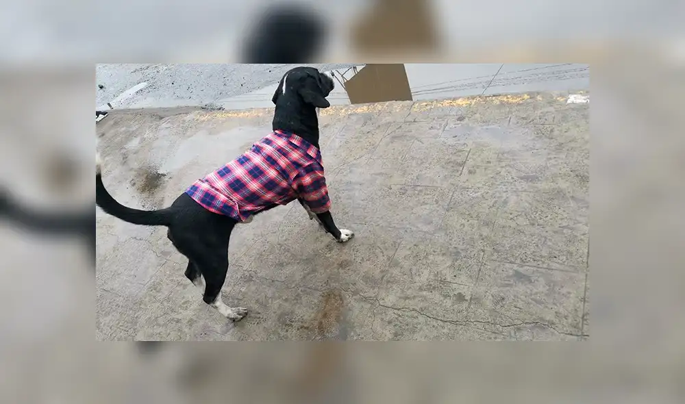 Los perros que soportaron en las calles de Lima la intensa llovizna [FOTOS]