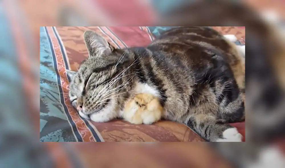 Desliza hacia la izquierda para ver las tiernas imágenes del video viral de YouTube.