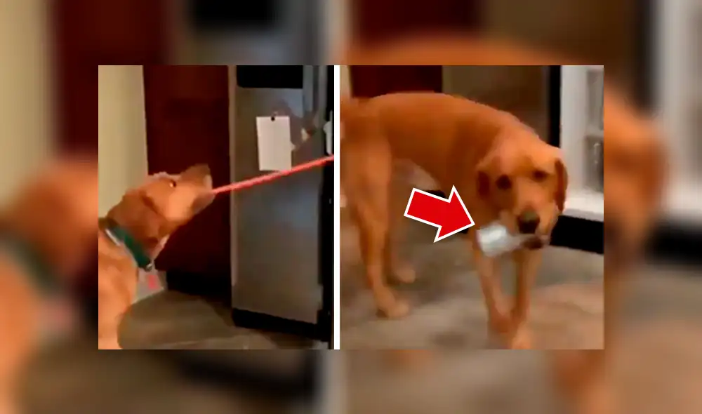 Sorprendente video viral en que perro entrega la cerveza a su dueño.