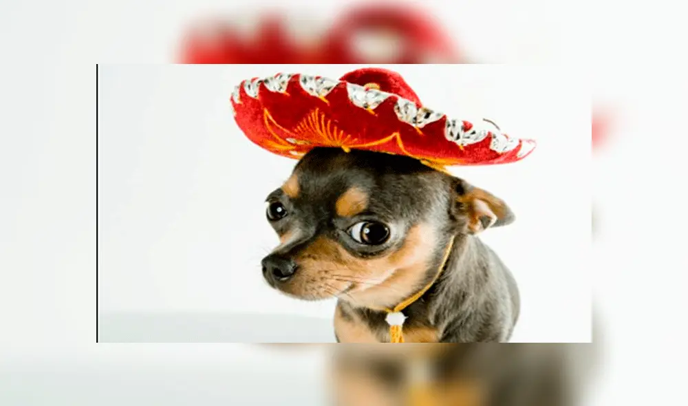 Facebook: "perro mariachi" sorprende al tocar la guitarra y se vuelve viral [VIDEO]