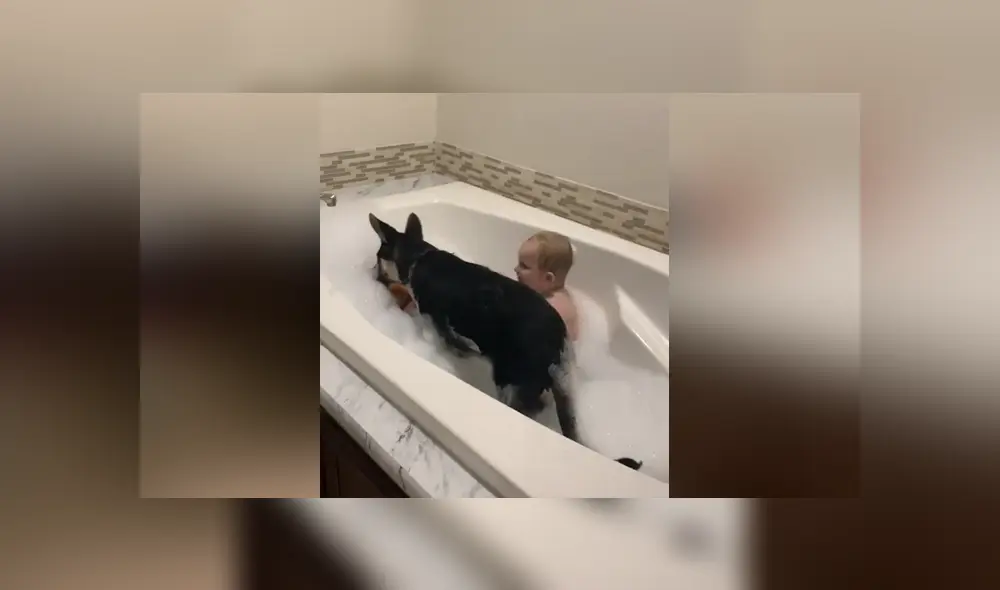 A través de Facebook se hizo viral el curioso comportamiento de un perro al ver a su dueño en un bañera. A través de Facebook se hizo viral el curioso comportamiento de un perro al ver a su dueño en un bañera.