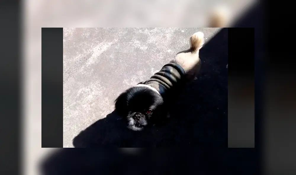 YouTube viral: extraña apariencia de rottweiler cachorro llama la atención de todo el mundo [VIDEO]