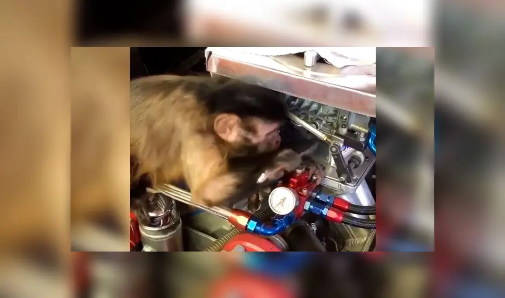 Graban a mono ‘reparando’ un auto y miles se derriten de ternura [VIDEO]