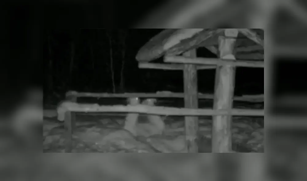 Desliza a la izquierda para ver el curioso enfrentamiento de las liebres. (Foto: captura)