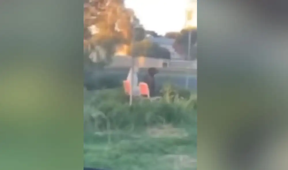 Desliza hacia la izquierda para ver más imágenes de esta singular escena protagonizada por un perro pitbull al lado de un labrador. (Foto: captura / YouTube)