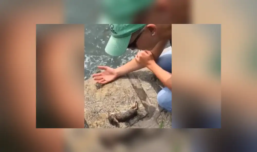 A través de YouTube se hizo viral el momento en que una mujer le salva la vida a una liebre. A través de YouTube se hizo viral el momento en que una mujer le salva la vida a una liebre.