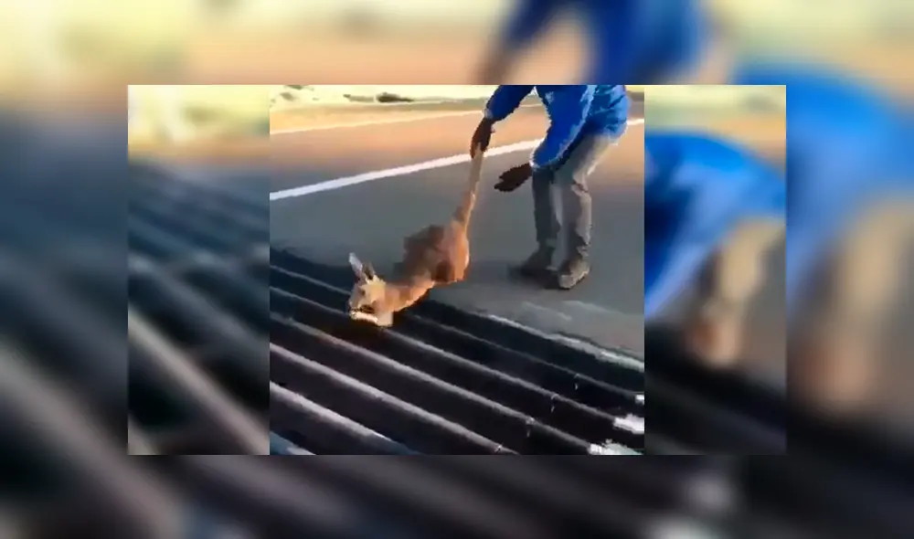 En Facebook, una criatura recorría una carretera y quedó atrapada en la alcantarilla, para su suerte recibió ayuda. En Facebook, una criatura recorría una carretera y quedó atrapada en la alcantarilla, para su suerte recibió ayuda.