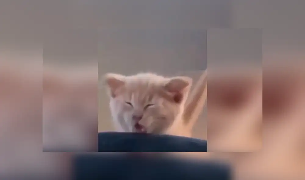 Desliza las imágenes hacia la izquierda para observar el terrible golpe que sufrió un pequeño gato.