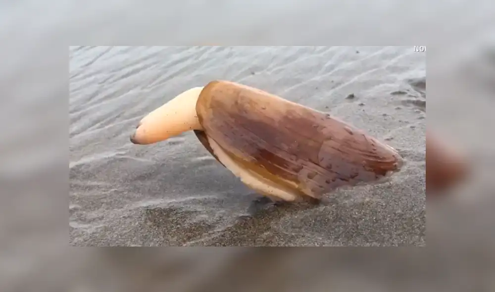 YouTube viral: se acerca a misteriosa criatura marina, sin imaginar que haría algo asqueroso [VIDEO]