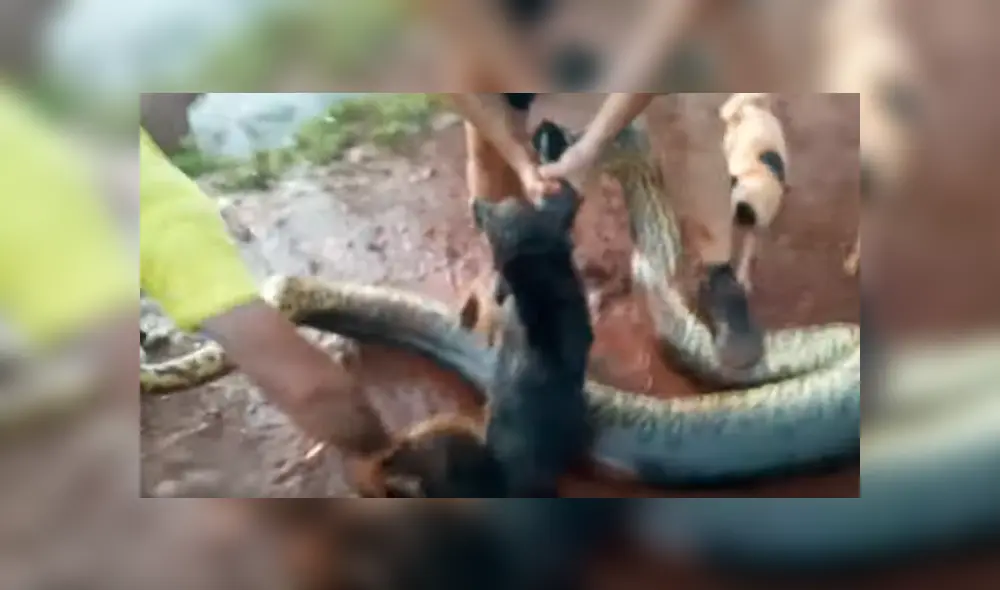 Video es viral en YouTube. Ciclista llegó con su perro a un río para beber agua y fueron sorprendidos por una gigantesca anaconda que atacó intempestivamente al can