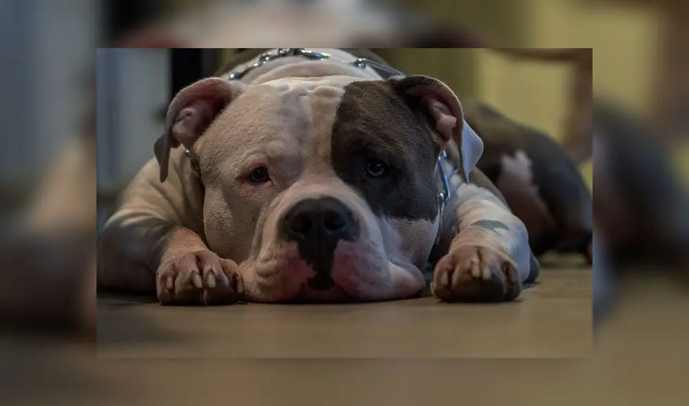 Perro pitbull mata a bebé recién nacido después que su hermano detuviera una pelea con otro can [VIDEO]