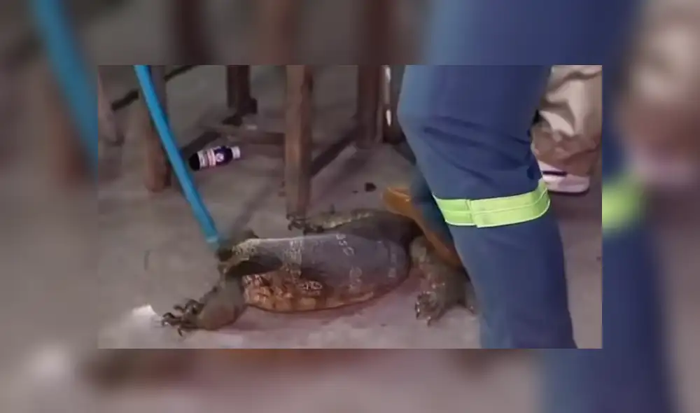 YouTube viral: Anciana descubre misteriosa criatura ingresando a su tienda [VIDEO]