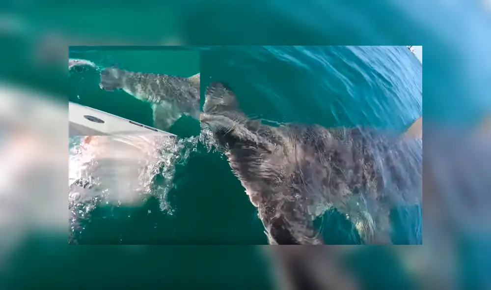 YouTube viral: hombre atrapa pez con sus manos, sin imaginar que hambriento tiburón le quitaría su presa [VIDEO] 