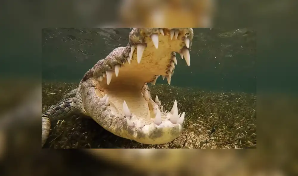 El hombre se sumergió en las agua llenas de cocodrilos para poder grabarlos. Foto: YouTube El hombre se sumergió en las agua llenas de cocodrilos para poder grabarlos. Foto: YouTube